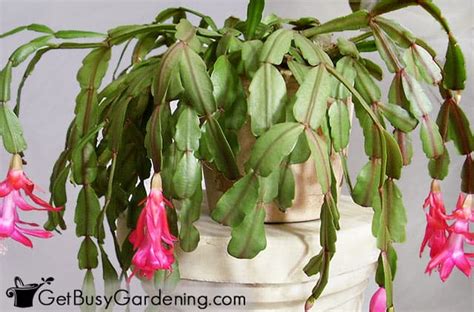 If the soil gets too dry, the flowers buds will drop, and the plant will wilt. 17 Of The Best Office Plants For Your Workspace - Get Busy ...
