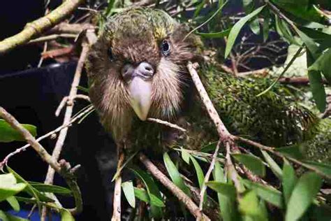 Sunlive New Insights Gained From Kākāpō Translocation The Bays