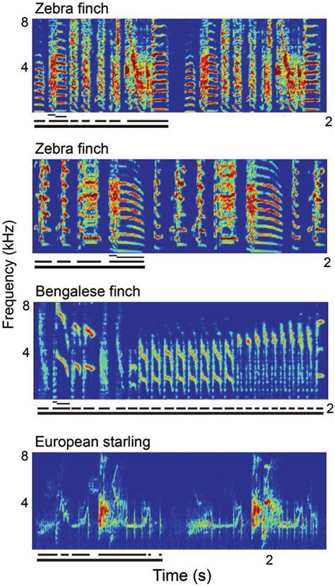 1 Spectrograms Show The Acoustic Features Of Song Notes And Syllables