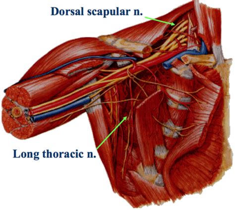 Dissection Showing The Dorsal Scapular Nerve The Dorsal Scapular Nerve