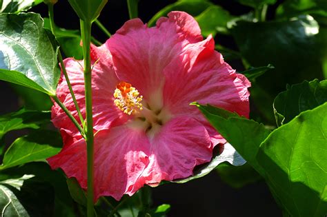 Photo Pink Color Flower Hibiscus Closeup