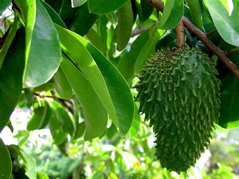 Get it as soon as wed, aug 4. Guanabana (Soursop): Can the Benefits of a Fruit Juice ...