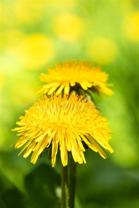 Close Up Two Yellow Dandelions On Blurred Summer Meadow Background