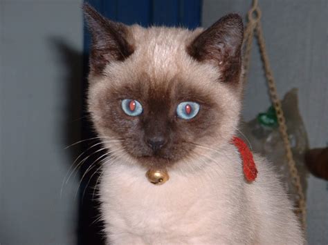 Siamese Cats Biological Science Picture Directory