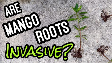 Are Mango Roots Invasive Youtube