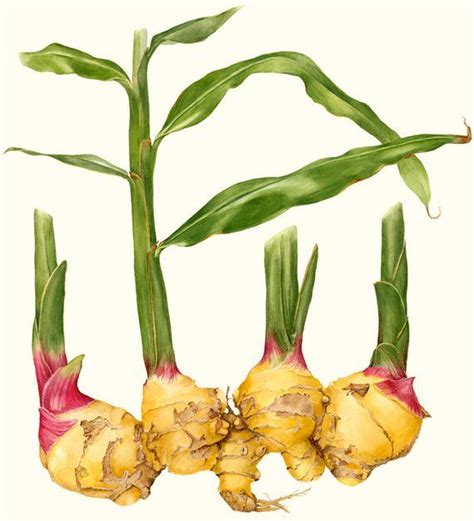 Ginger Root And Stems Print Botanical Vegetable Watercolor Art