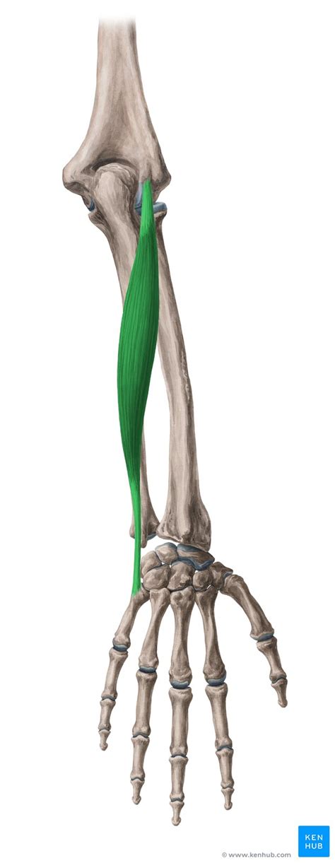 Musculus Extensor Carpi Ulnaris Anatomie Und Klinik Kenhub