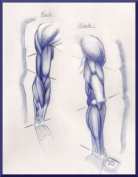 Anatomy Of The Arm By Paperbag Ninja On Deviantart Anatomy Drawing