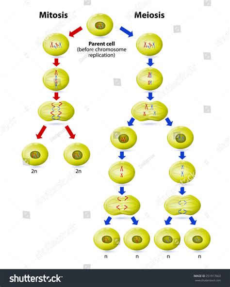Meiosis Mitosis Difference Mitosis Process Asexual Stock Vector Royalty Free 251917663