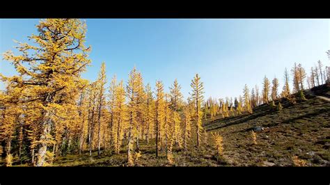 Golden Larches On Frosty Mountain Ec Manning Park Bc Youtube