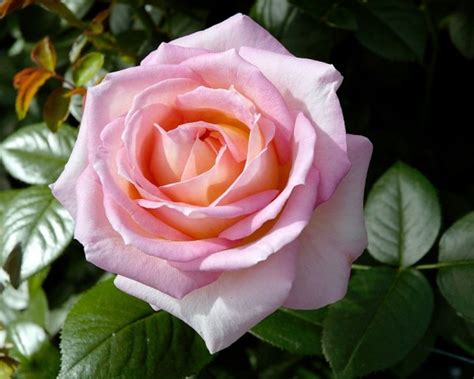 Elle Hybrid Tea Garden Roses Pococks Roses The Cornish Rose Company