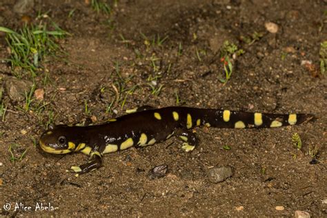 California Tiger Salamander Ambystoma Californiense Fe Flickr