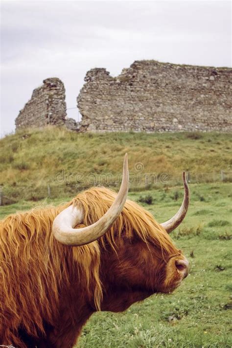 A Scottish Breed Highland Cow On Pasture With 12th Century Castle Roy