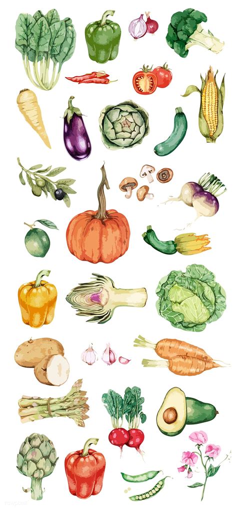 Hand Drawn Vegetable Collection Vector Premium Image By