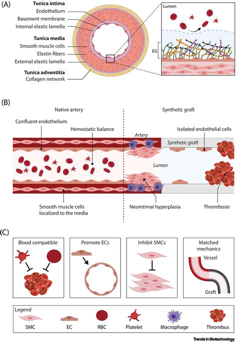 Bioengineering Artificial Blood Vessels From Natural Materials Trends