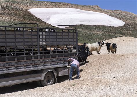 Goats In The Mountain With Remaings Of Snow North Governorate Daher