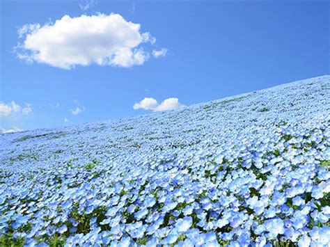 Millions Of Blue Flowers In A Japanese Park