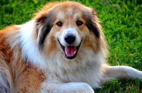 Rough Collie Breed Information And Photos Thriftyfun