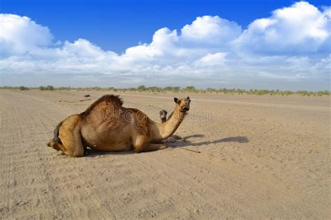 Camello Femenino Con El Cachorro Imagen De Archivo Imagen De Grande