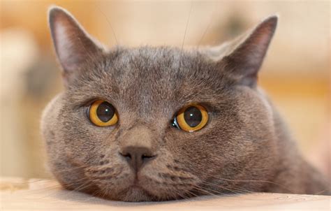 British Shorthair Breed Guide Pet Insurance Review