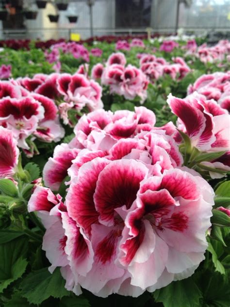 Same day flower delivery by local florists in oregon. Egan Gardens | We Do Flowers!