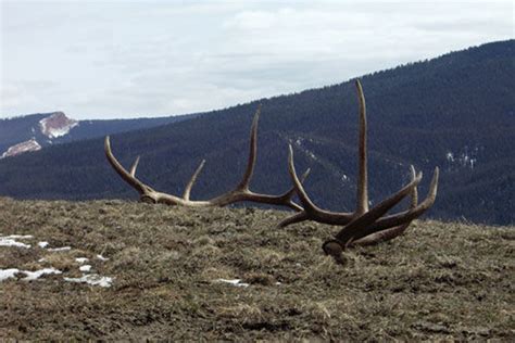 Insanely Awesome Elk Shed Antler Photos Gohunt