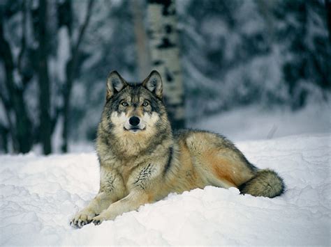 Wallpapers Wolf In Winter Wallpapers