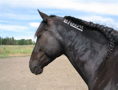 Mustang Horse Breed Profile Helpful Horse Hints