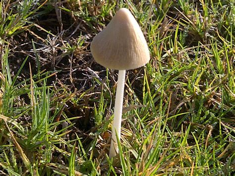 Common lawn mushrooms. What are they? - Mushroom Hunting and ...