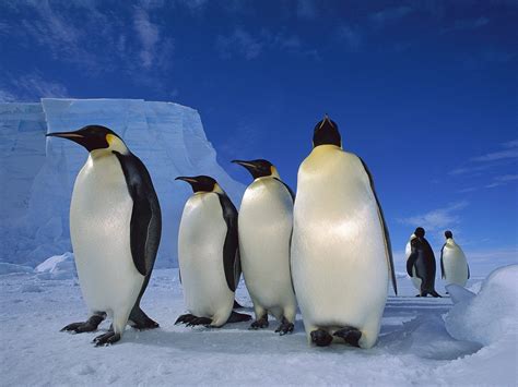 Wallpaper 1600x1200 Px Ice Penguins Sea Snow 1600x1200 Wallup