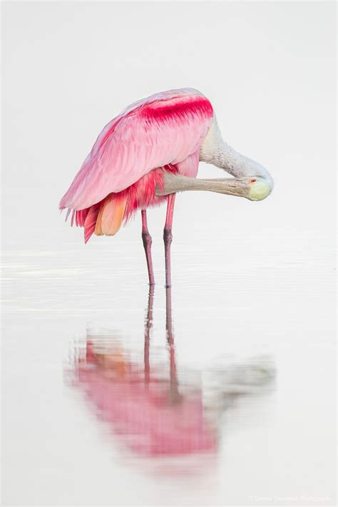 Bird Portfolio Dennis Goodman Photography And Printing