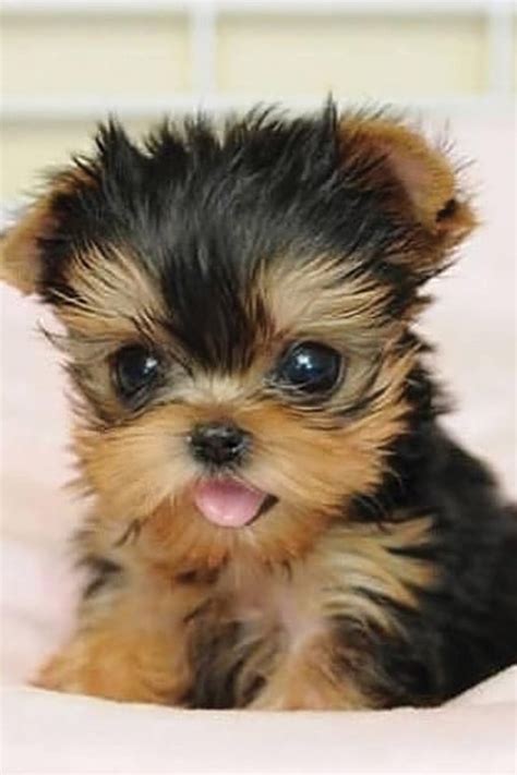 Top 15 Cutest Yorkshire Terriers Make You Go Mad After Seeing Them