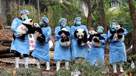 Chengdu Panda Reserve Youtube