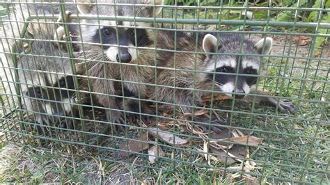 Raccoon Trapping Services Urban Wildlife Trapping Experts
