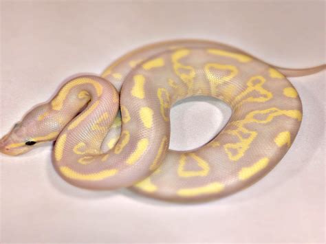 Coral Glow Fire Mojave Sable Morph List World Of Ball Pythons