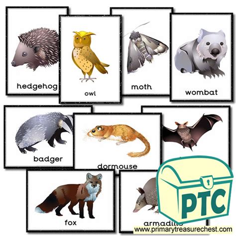 Many nocturnal animals, though not nocturnal birds, have a good sense of smell and often communicate with scent marking. Nocturnal Animal Themed Posters - Primary Treasure Chest