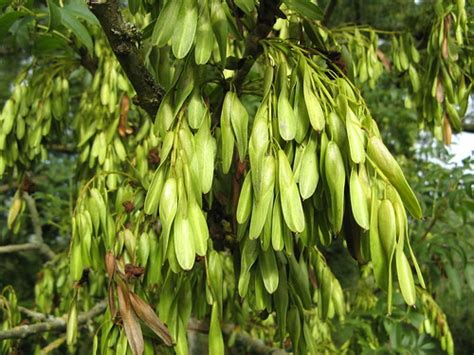 Maybe you would like to learn more about one of these? Ash Tree Seed Pods | Along the Kennet and Avon Canal near ...