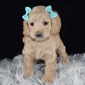 Female Cockapoo Puppy For Sale Winnie Puppies For Sale In Pa Md Va