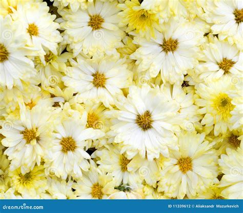 Beautiful White Yellow Flowers Stock Photography Image 11339612