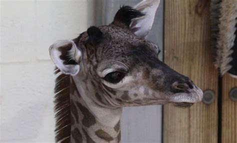 Baby Giraffe Born At Disneys Animal Kingdom B Roll Walt Disney