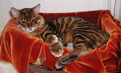 If you're looking for bengal cat information, you've come to the right despite its name, the bengal cat is not a tiger. Toyger | GATOSPEDIA