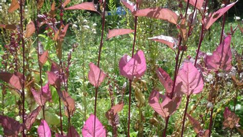 Atriplex Hortensis Orach Garden Orache Pfaf Plant Database