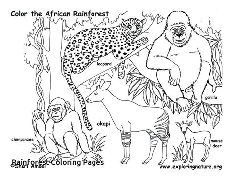 Tropical Rainforest Animals Coloring Pages At Getdrawings Free Download