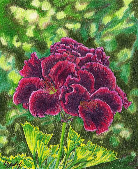 Geranium Royalty Drawing By Lew Davis Fine Art America