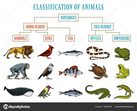 Klassifizierung Der Tiere Reptilien Amphibien Säugetiere Vögel