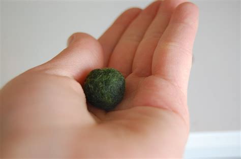We did not find results for: How to Take Care of Marimo Balls.