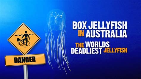 Box Jellyfish In Australia 9 Facts About The Worlds Deadliest