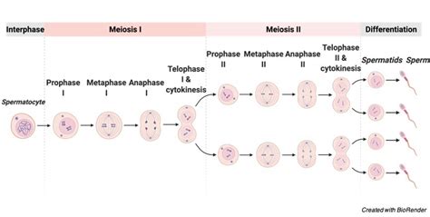 Mitosis Vs Meiosis Chart Definition And Diagram