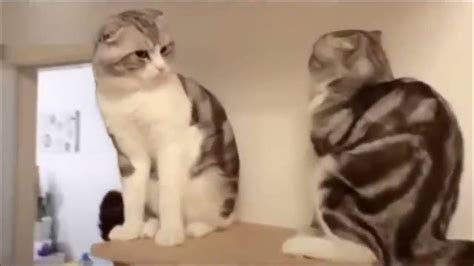 Cat Falling Meme 🤣 😍 Youtube