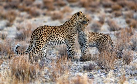 Spot The Difference Do Leopards Inherit Their Patterns From Their